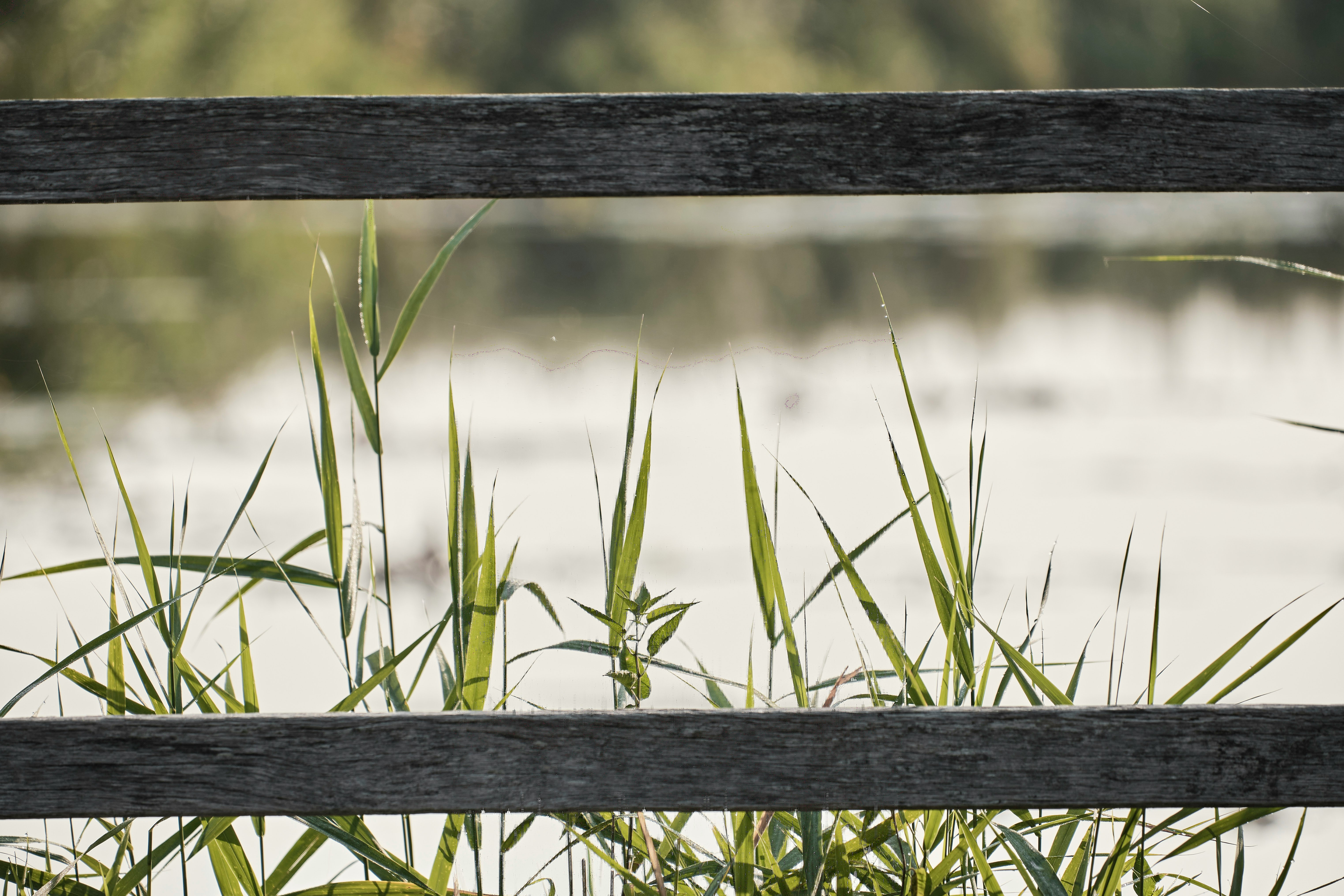 green grass on brown wooden fence